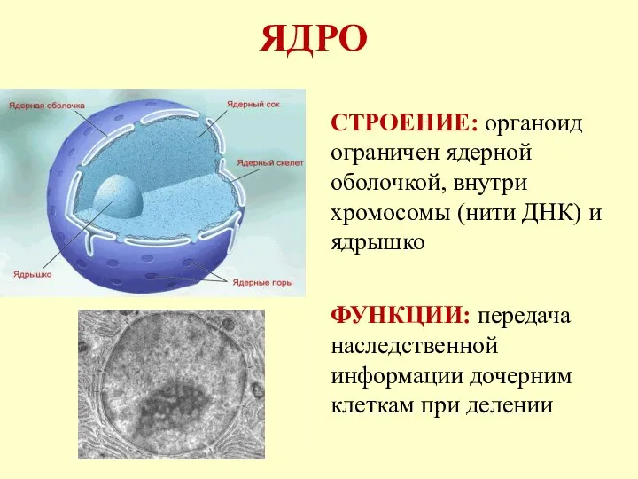 ЯДРО СТРОЕНИЕ: органоид ограничен ядерной оболочкой, внутри хромосомы (нити ДНК) и