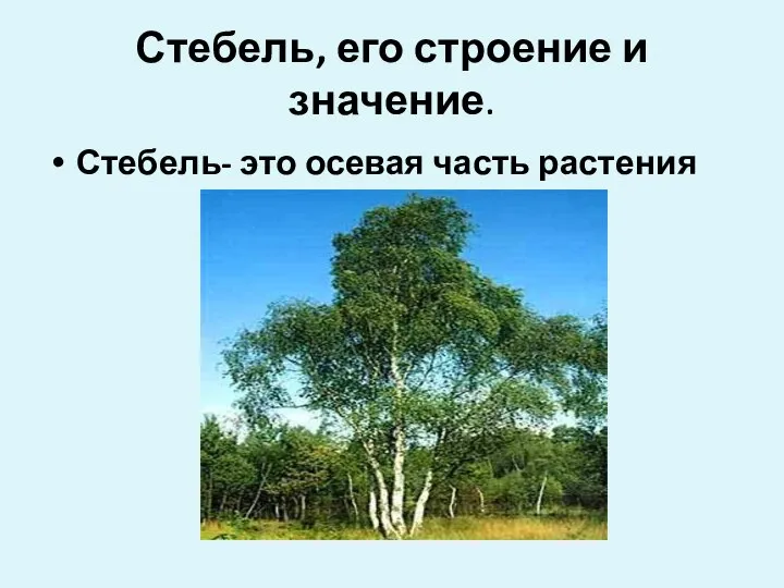 Стебель, его строение и значение. Стебель- это осевая часть растения