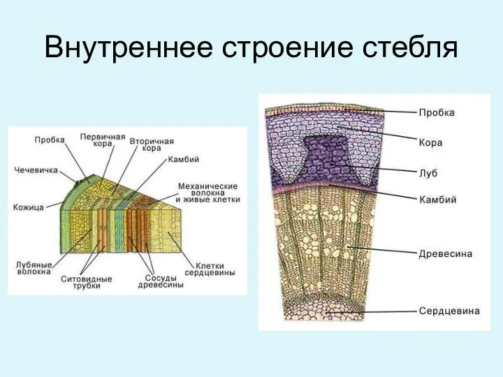 Внутреннее строение стебля