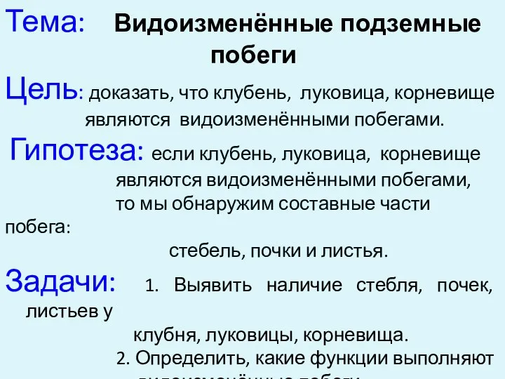 Тема: Видоизменённые подземные побеги Цель: доказать, что клубень, луковица, корневище являются