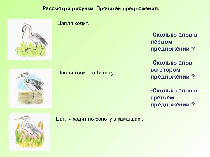 Цапля ходит. Цапля ходит по болоту . Цапля ходит по болоту