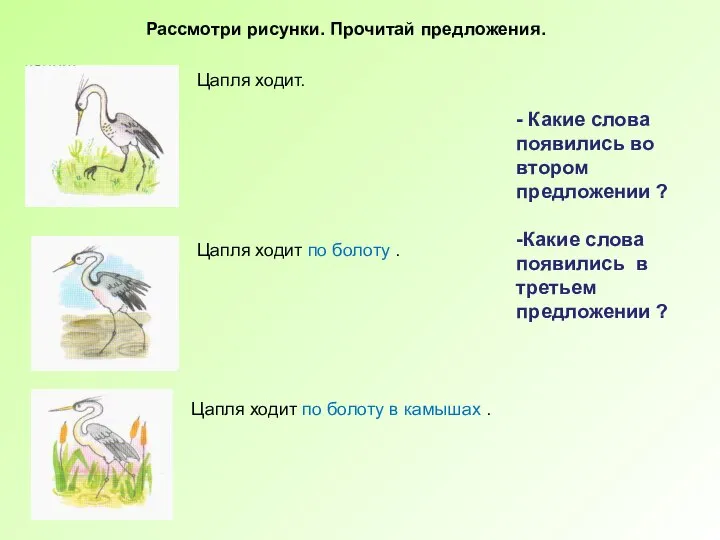 Цапля ходит. Цапля ходит по болоту . Цапля ходит по болоту