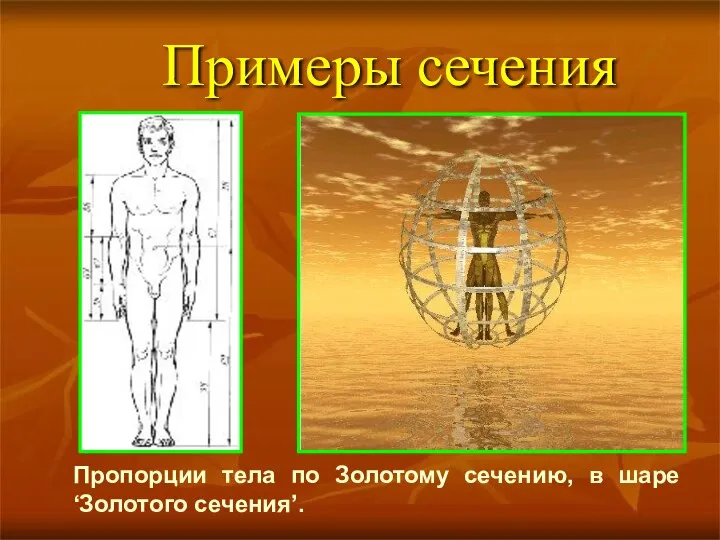 Примеры сечения Пропорции тела по Золотому сечению, в шаре ‘Золотого сечения’.