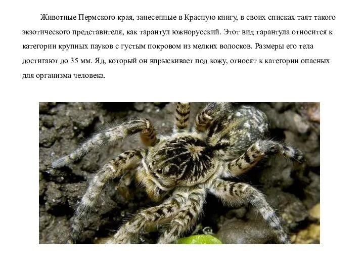 Животные Пермского края, занесенные в Красную книгу, в своих списках таят