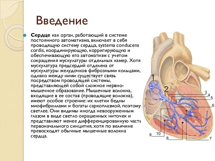 Введение Сердце как орган, работающий в системе постоянного автоматизма, включает в