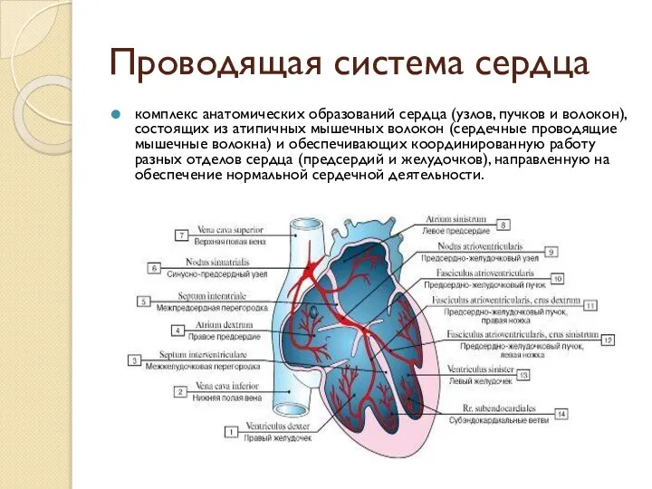 Проводящая система сердца комплекс анатомических образований сердца (узлов, пучков и волокон),