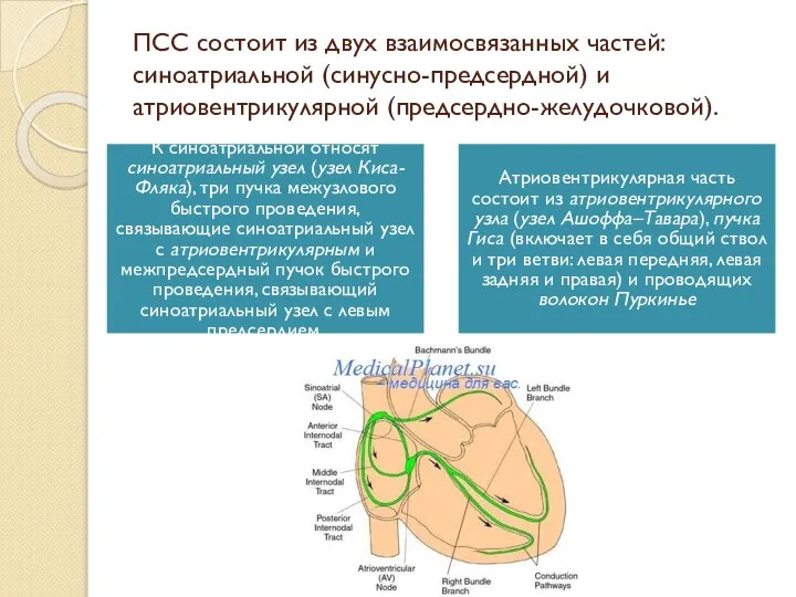 ПСС состоит из двух взаимосвязанных частей: синоатриальной (синусно-предсердной) и атриовентрикулярной (предсердно-желудочковой).