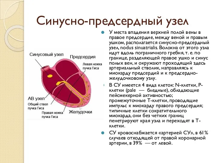 Синусно-предсердный узел У места впадения верхней полой вены в правое предсердие,