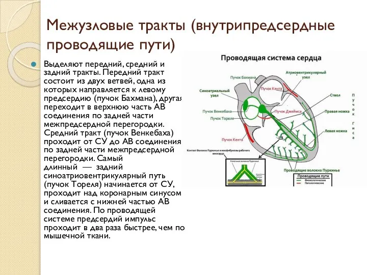 Межузловые тракты (внутрипредсердные проводящие пути) Выделяют передний, средний и задний тракты.