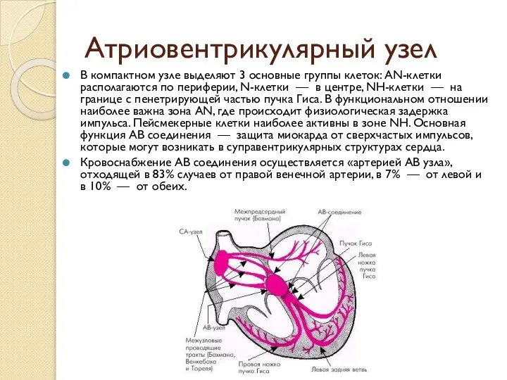 Атриовентрикулярный узел В компактном узле выделяют 3 основные группы клеток: AN-клетки