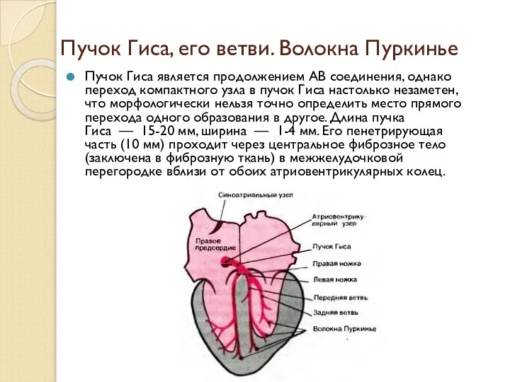 Пучок Гиса, его ветви. Волокна Пуркинье Пучок Гиса является продолжением АВ