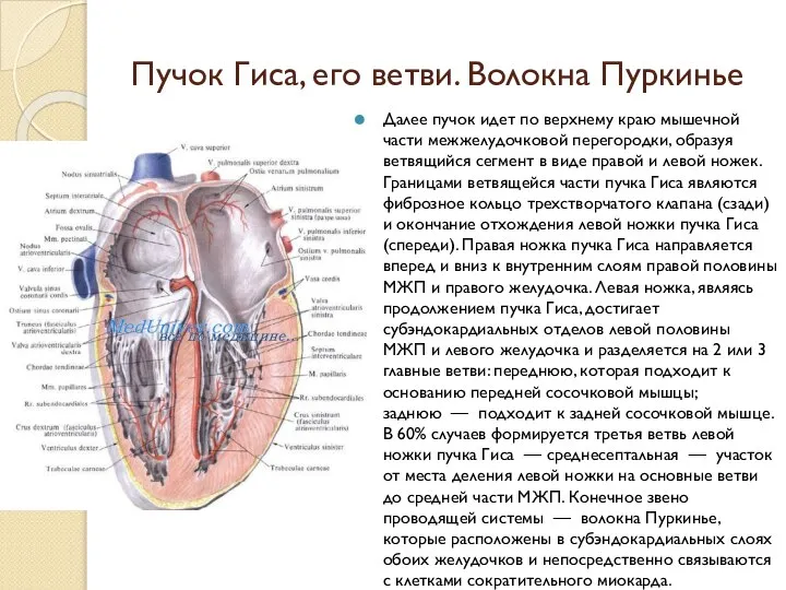 Пучок Гиса, его ветви. Волокна Пуркинье Далее пучок идет по верхнему