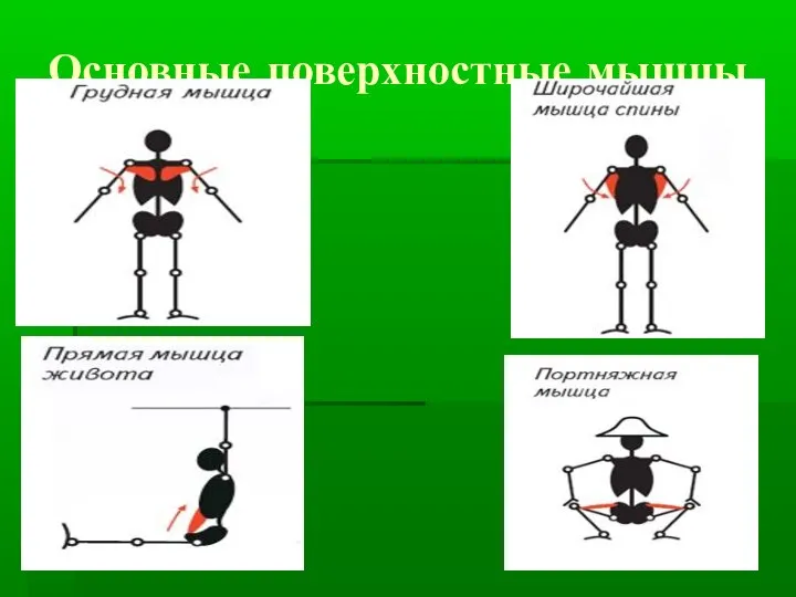 Основные поверхностные мышцы