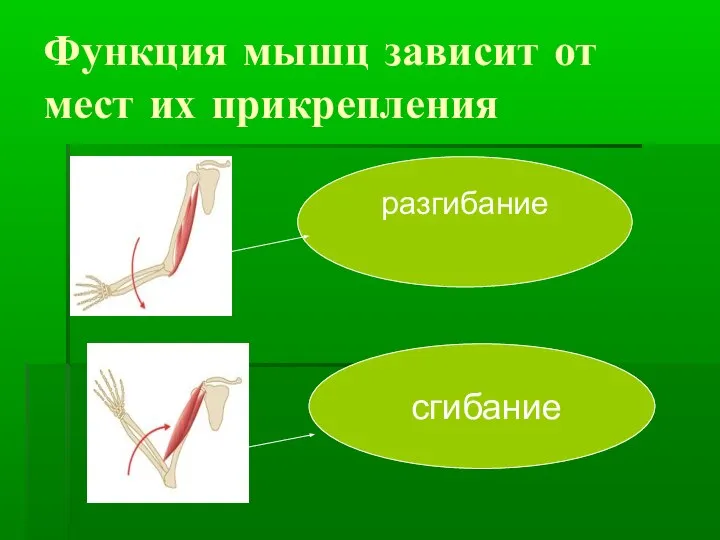 Функция мышц зависит от мест их прикрепления сгибание разгибание