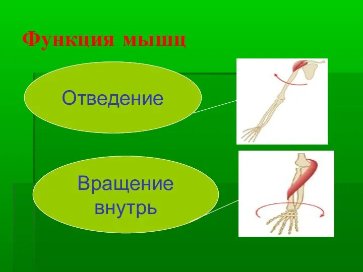 Функция мышц Отведение Вращение внутрь