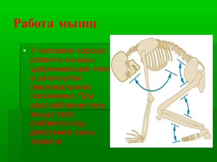 Работа мышц У человека хорошо развиты мышцы, удерживающие тело в разогнутом