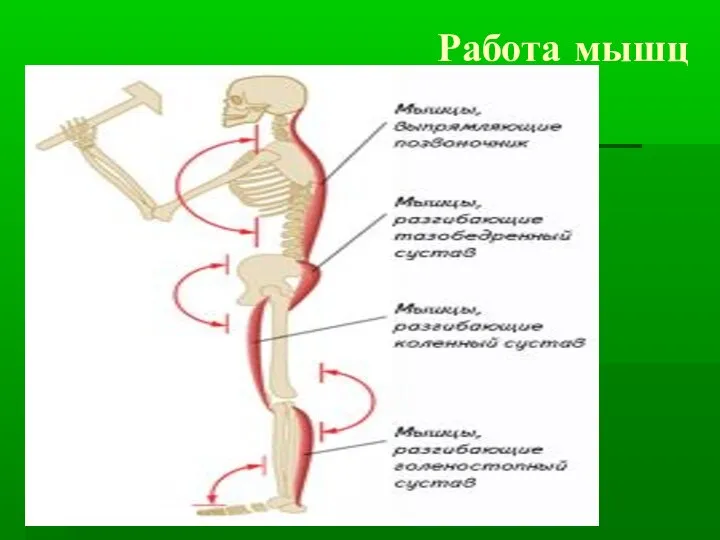 Работа мышц