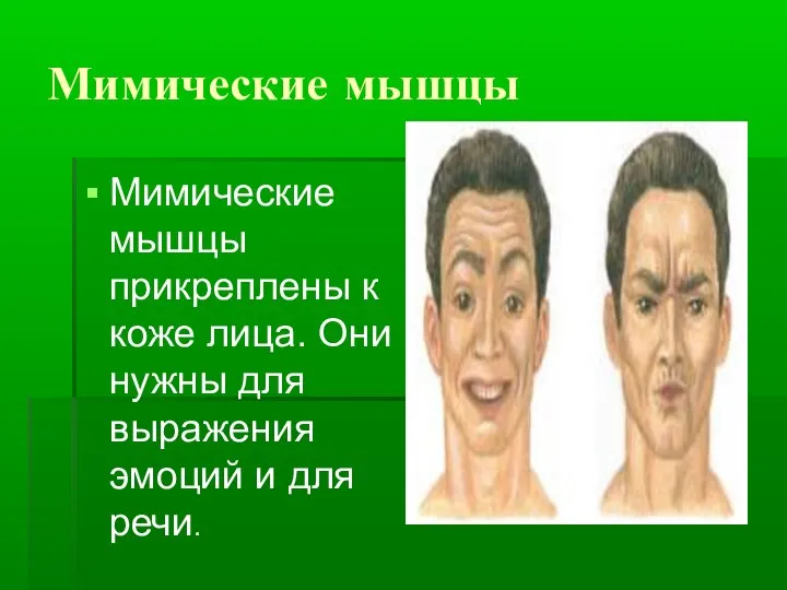 Мимические мышцы Мимические мышцы прикреплены к коже лица. Они нужны для выражения эмоций и для речи.