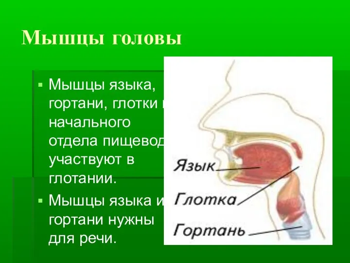 Мышцы головы Мышцы языка, гортани, глотки и начального отдела пищевода участвуют