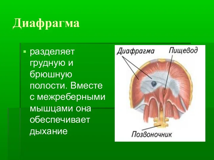 Диафрагма разделяет грудную и брюшную полости. Вместе с межреберными мышцами она обеспечивает дыхание