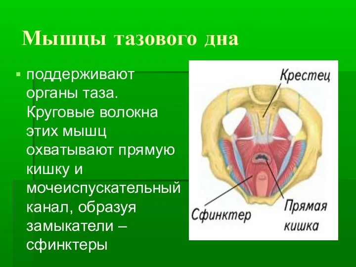 Мышцы тазового дна поддерживают органы таза. Круговые волокна этих мышц охватывают