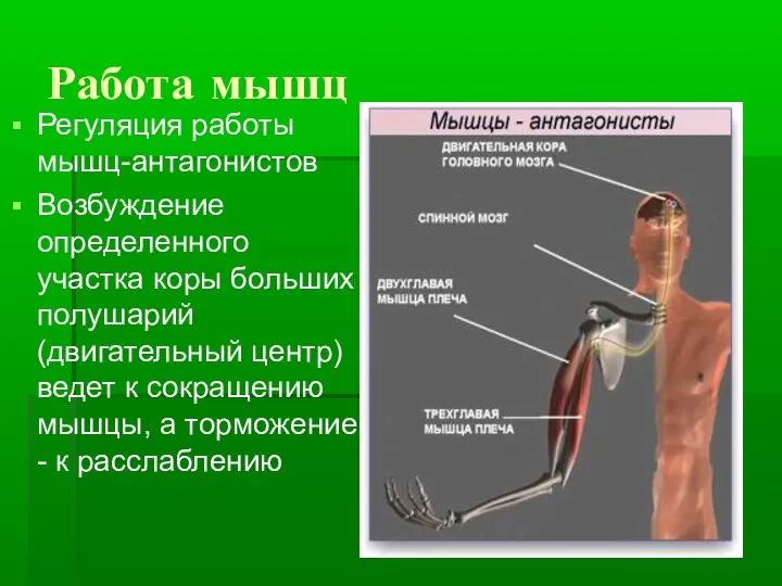 Работа мышц Регуляция работы мышц-антагонистов Возбуждение определенного участка коры больших полушарий