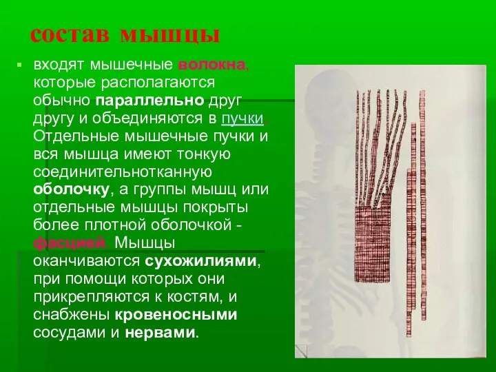 состав мышцы входят мышечные волокна, которые располагаются обычно параллельно друг другу