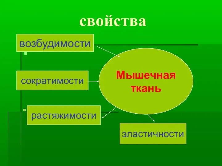 свойства Мышечная ткань возбудимости сократимости растяжимости эластичности