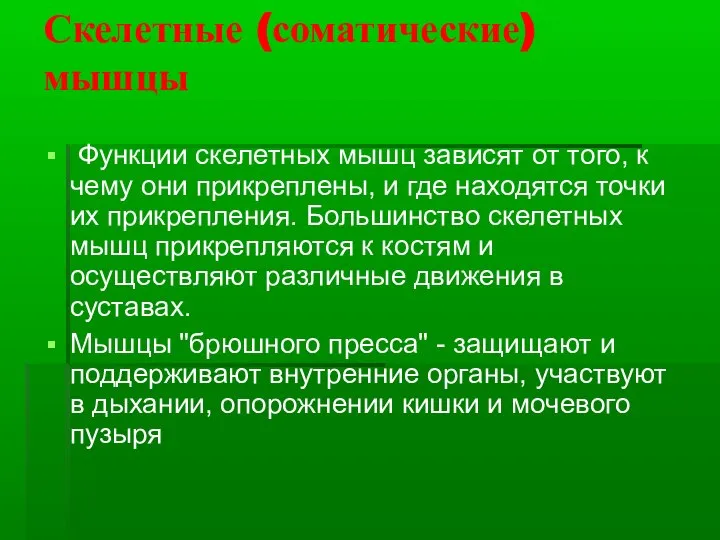 Скелетные (соматические) мышцы Функции скелетных мышц зависят от того, к чему