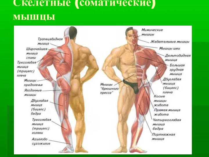 Скелетные (соматические) мышцы