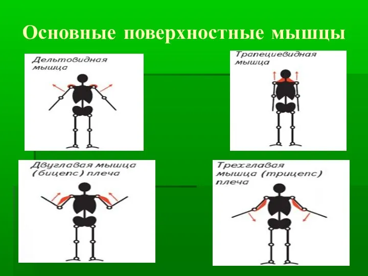 Основные поверхностные мышцы