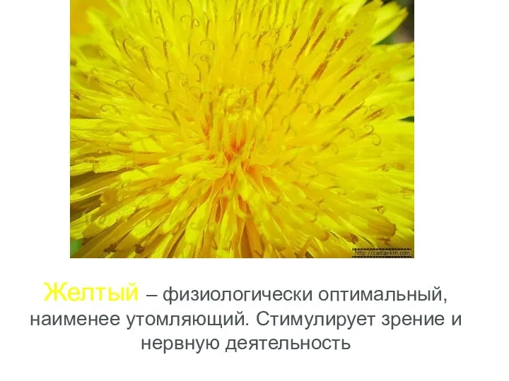 Желтый – физиологически оптимальный, наименее утомляющий. Стимулирует зрение и нервную деятельность