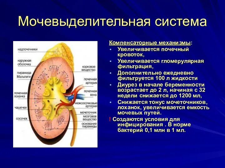 Мочевыделительная система Компенсаторные механизмы: Увеличивается почечный кровоток, Увеличивается гломерулярная фильтрация, Дополнительно