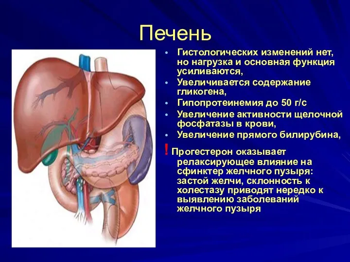 Печень Гистологических изменений нет, но нагрузка и основная функция усиливаются, Увеличивается