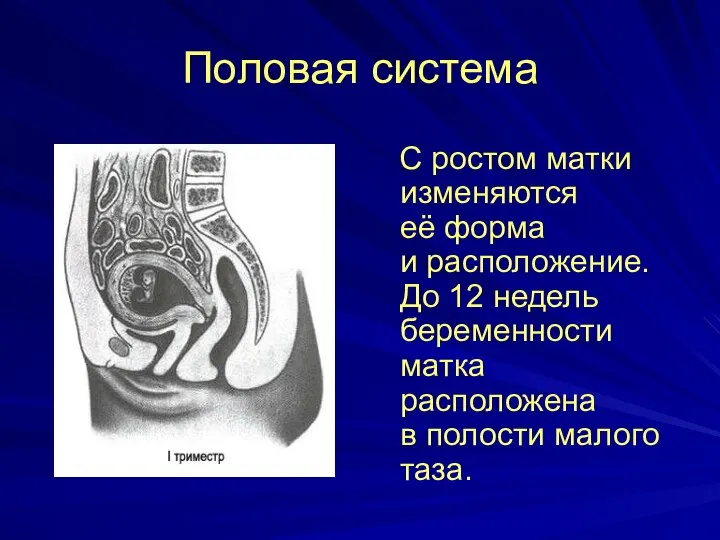 Половая система С ростом матки изменяются её форма и расположение. До