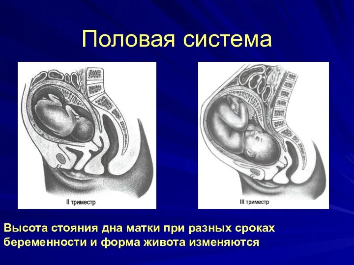 Половая система Высота стояния дна матки при разных сроках беременности и форма живота изменяются