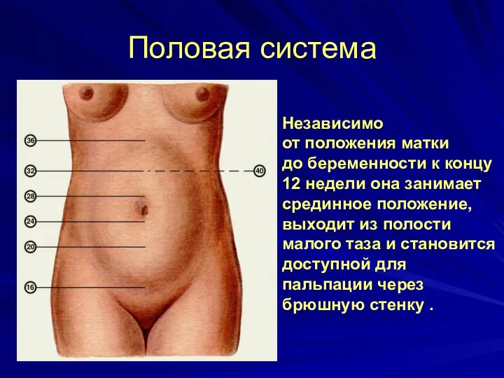 Половая система Независимо от положения матки до беременности к концу 12