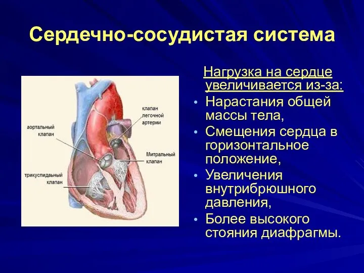 Нагрузка на сердце увеличивается из-за: Нарастания общей массы тела, Смещения сердца