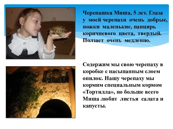 Черепашка Миша, 5 лет. Глаза у моей черепахи очень добрые, ножки