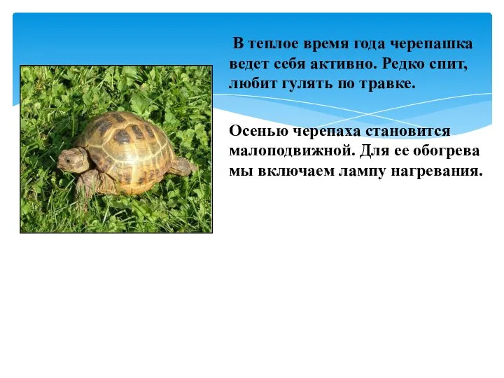 В теплое время года черепашка ведет себя активно. Редко спит, любит