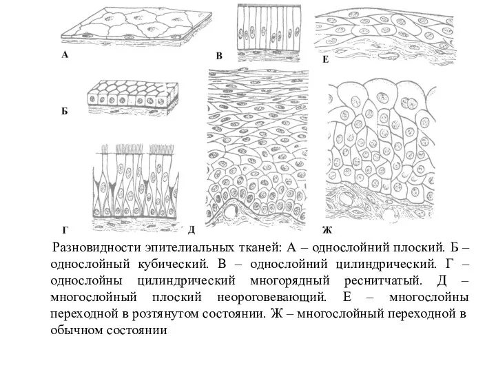 Разновидности эпителиальных тканей: А – однослойний плоский. Б – однослойный кубический.