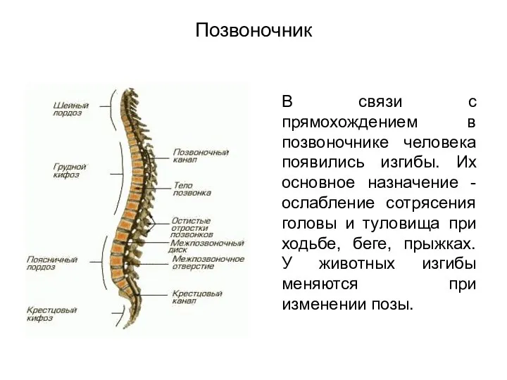 Позвоночник В связи с прямохождением в позвоночнике человека появились изгибы. Их