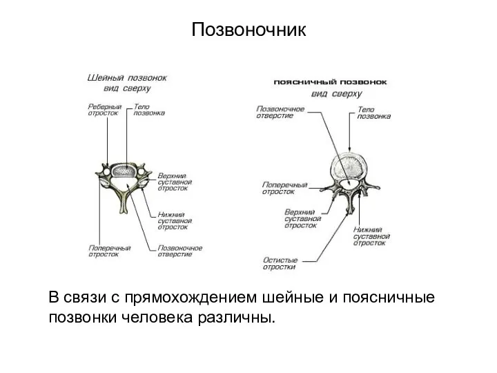 Позвоночник В связи с прямохождением шейные и поясничные позвонки человека различны.