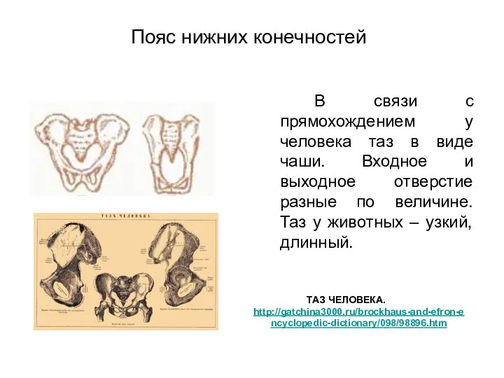 Пояс нижних конечностей В связи с прямохождением у человека таз в