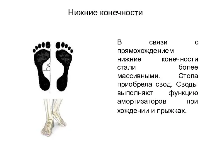 Нижние конечности В связи с прямохождением нижние конечности стали более массивными.