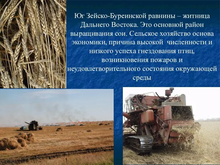 Юг Зейско-Буреинской равнины – житница Дальнего Востока. Это основной район выращивания