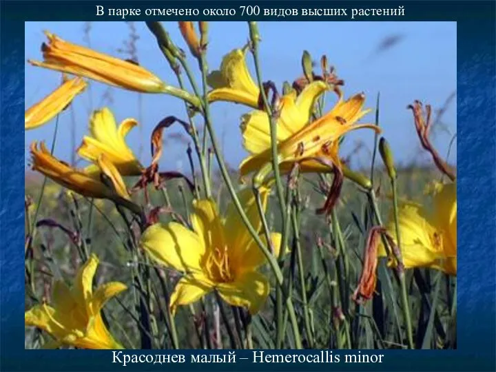 В парке отмечено около 700 видов высших растений Красоднев малый – Hemerocallis minor