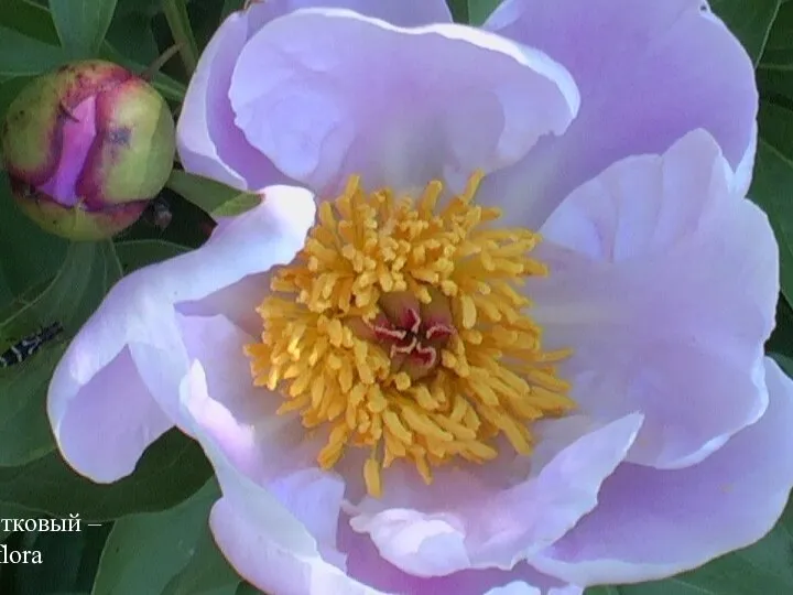 Пион молочноцветковый – Paeonia lactiflora