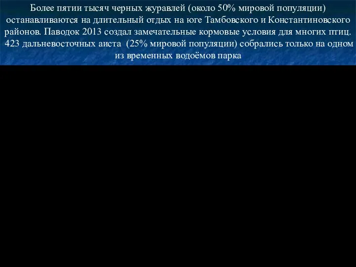 Более пятии тысяч черных журавлей (около 50% мировой популяции) останавливаются на