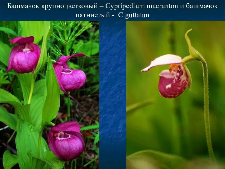 Башмачок крупноцветковый – Cypripedium macranton и башмачок пятнистый - C.guttatun